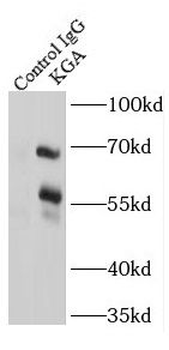 KGA/GAM/GAC Antibody