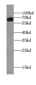 KGA Specific Rabbit Polyclonal Antibody