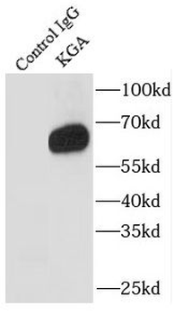 KGA Specific Rabbit Polyclonal Antibody