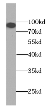 KIFAP3 Antibody