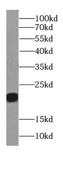 KRAS-2B Antibody