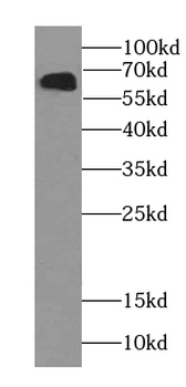 POGLUT1 Antibody