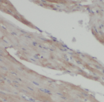 KMO Antibody