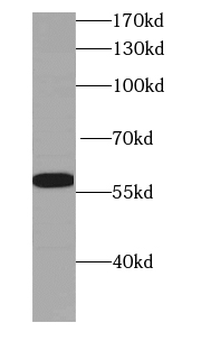 KMO Mouse Monoclonal Antibody