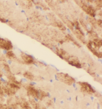KMO Mouse Monoclonal Antibody