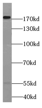 LAMC3 Antibody