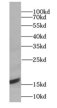 LC3A Specific Rabbit Polyclonal Antibody
