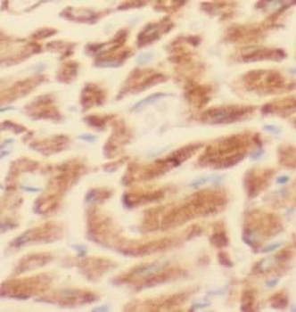 LDHA Antibody