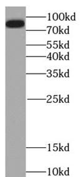 LGALS3BP Antibody