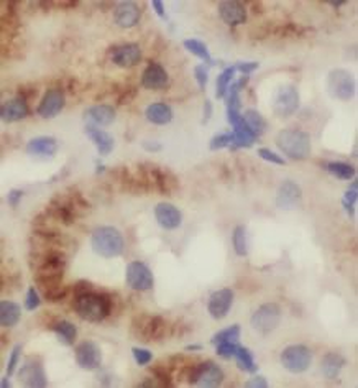 LGALS3BP Antibody