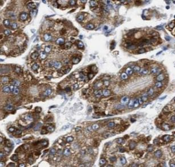 ARG1 Antibody