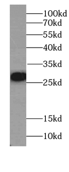 LORICRIN Antibody