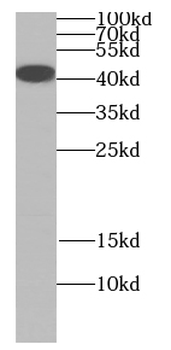 MAPK13 Antibody