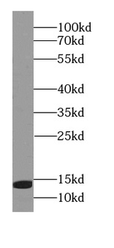 LAMTOR3 Antibody