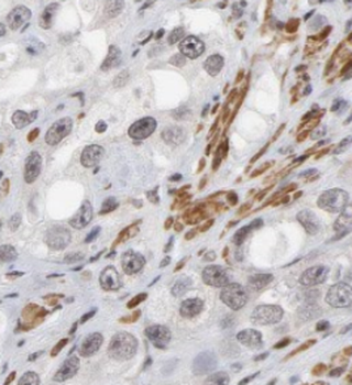 LAMTOR3 Antibody