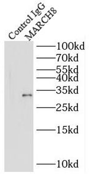 MARCHF8 Antibody