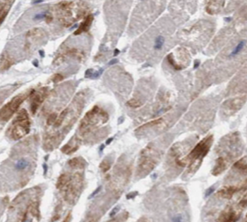 MBIP Antibody