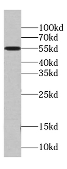 MCRS1 Antibody