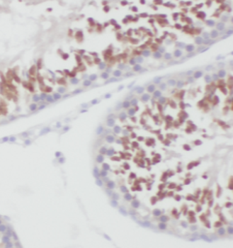 MEF2C Specific Rabbit Polyclonal Antibody