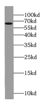 MLPH Antibody