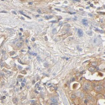 MLPH Antibody