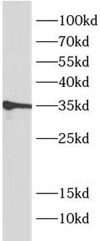 MEST Antibody