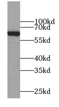 MFSD2A Antibody