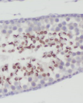 MFSD2A Antibody