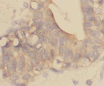 ERRFI1 Antibody