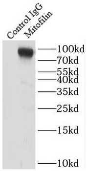 IMMT Antibody