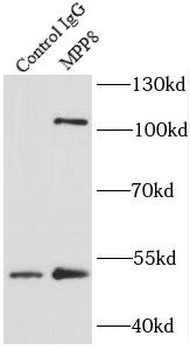 MPHOSPH8 Antibody