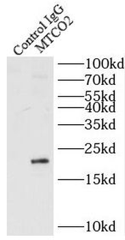 Mtco2 Antibody