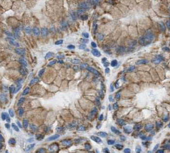 MKLN1 Antibody