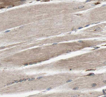 MYH2-specifc Antibody