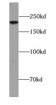 MYH4 Antibody