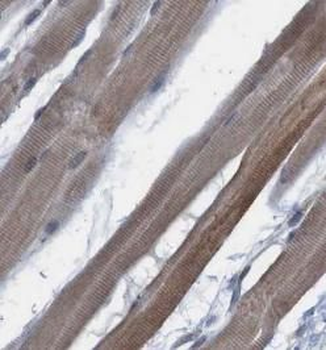 MYH4 Antibody