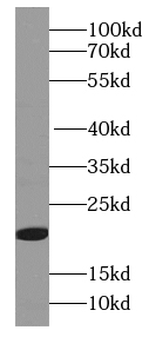 MYL5 Antibody