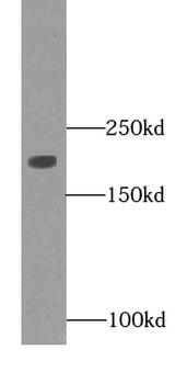 MYH2 Antibody