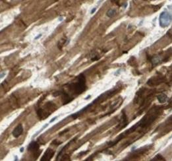MYL2 Antibody