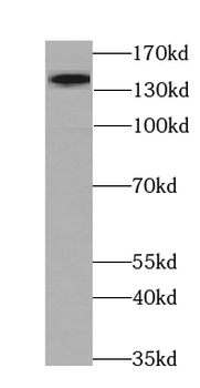 MYPN Antibody