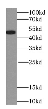 NAPRT Antibody
