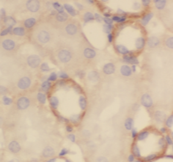 CIAO3 Antibody