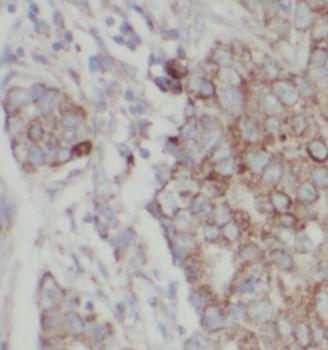NDUFA4L2 Antibody