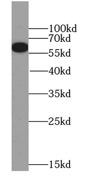 NELFA Antibody