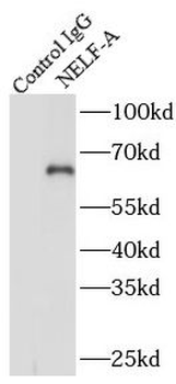 NELFA Antibody