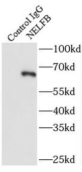 NELFB Antibody
