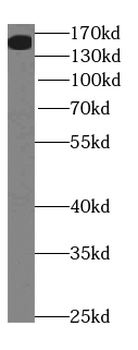 NEO1 Antibody