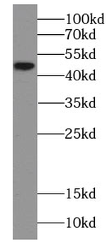 GNAS Mouse Monoclonal Antibody