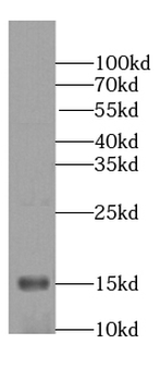 NRGN Antibody