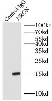 NRGN Antibody